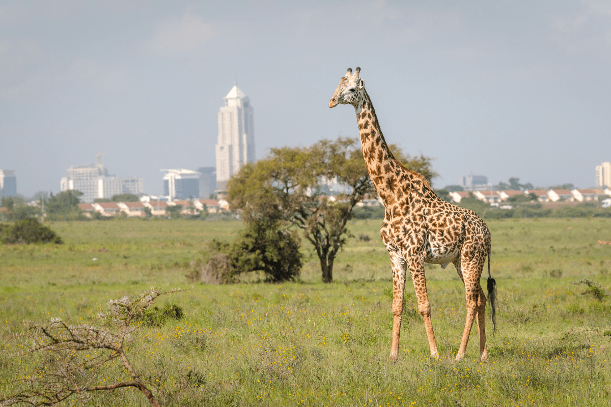 Giraffe with city background